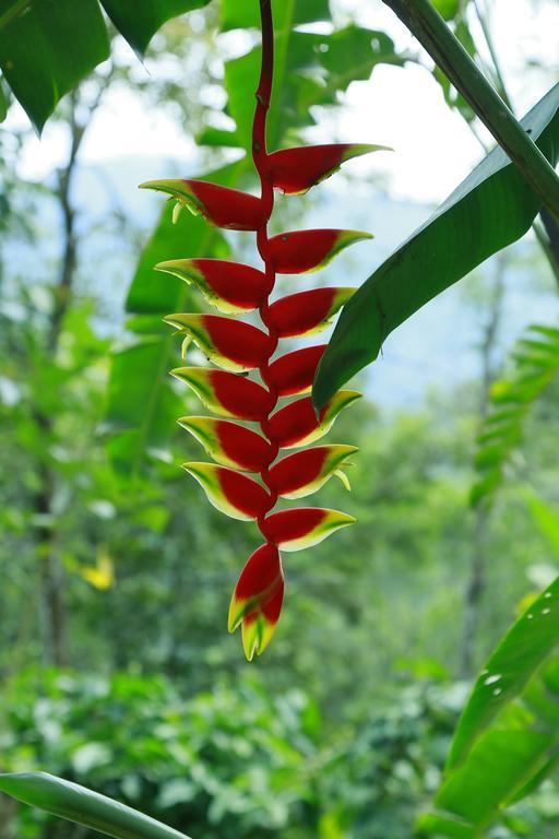 Mount Spring Valley Homestay Thekkady Eksteriør billede