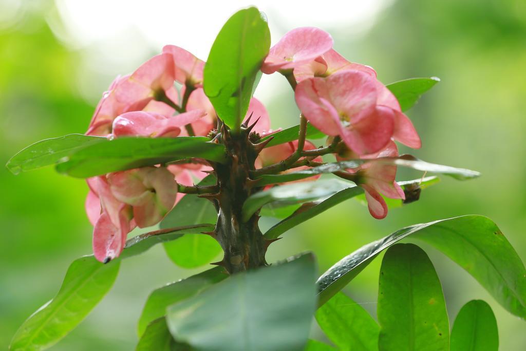 Mount Spring Valley Homestay Thekkady Eksteriør billede