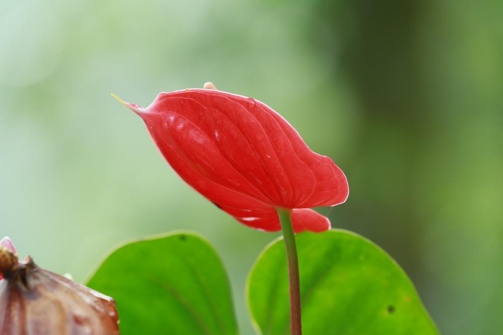 Mount Spring Valley Homestay Thekkady Eksteriør billede